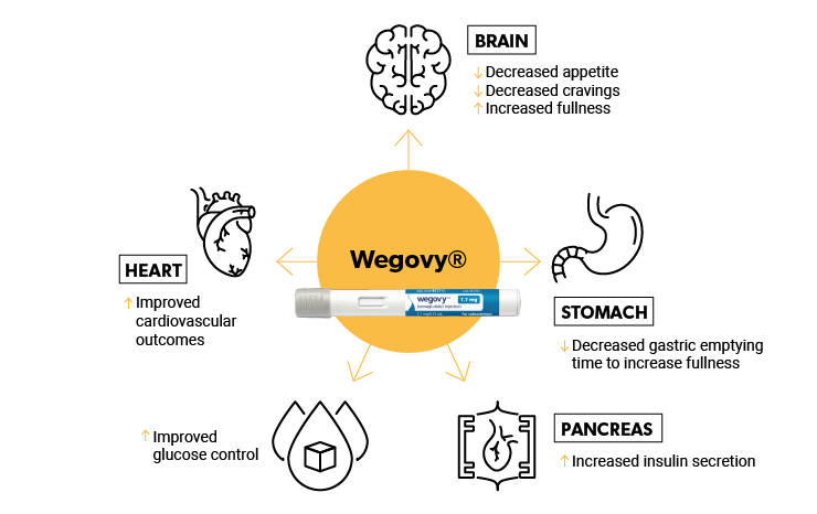 How Wegovy works